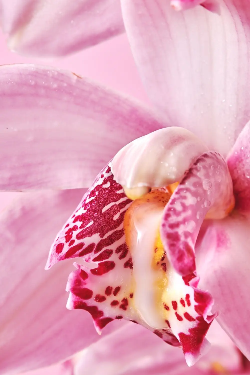Mpesu: The Natural Solution for Female Libido